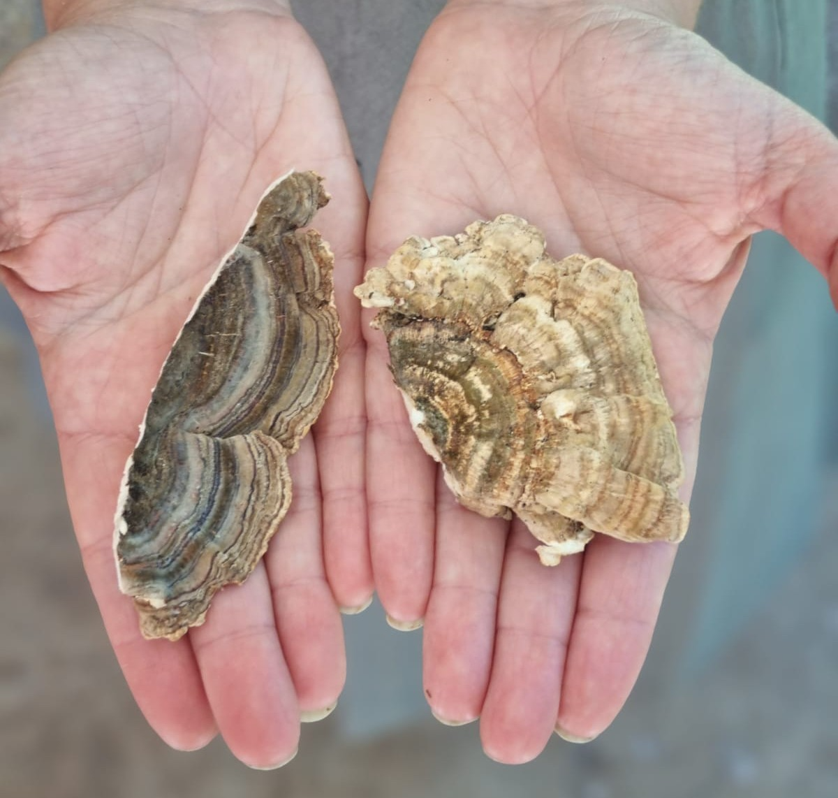 Turkey Tail ā One Incredible Functional Mushroom