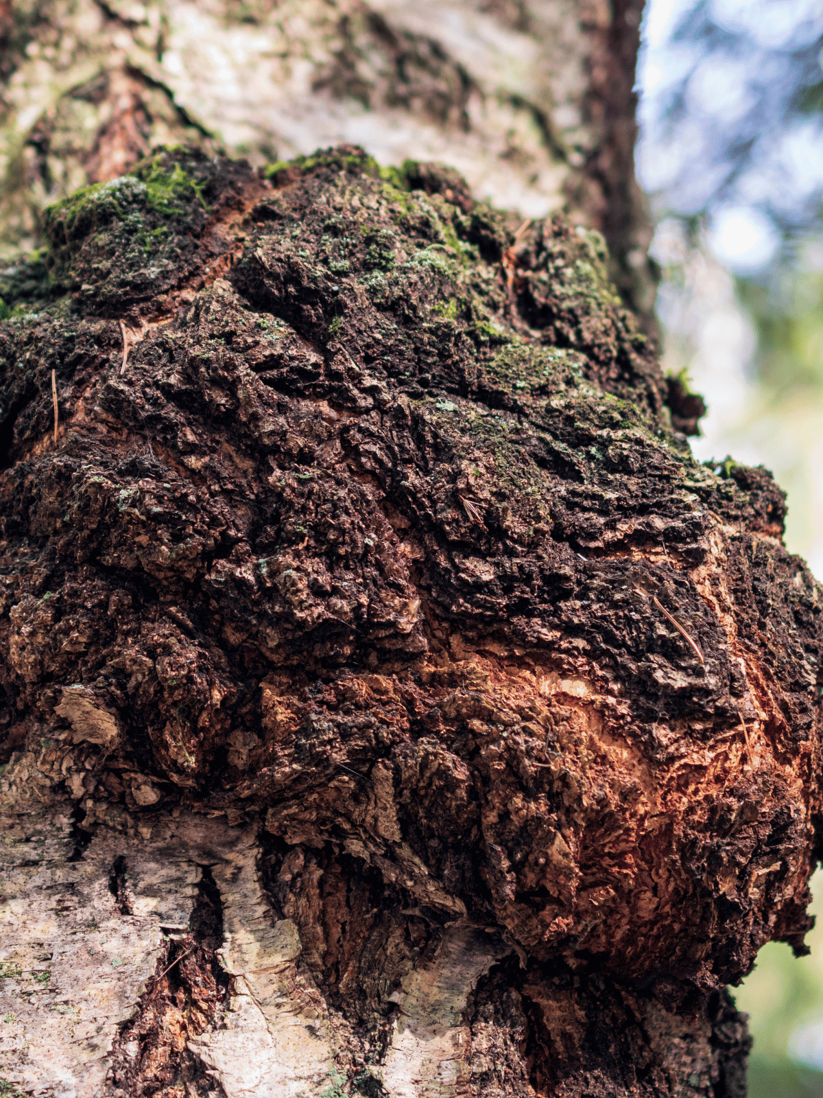 What Are Chaga Mushrooms Good For?