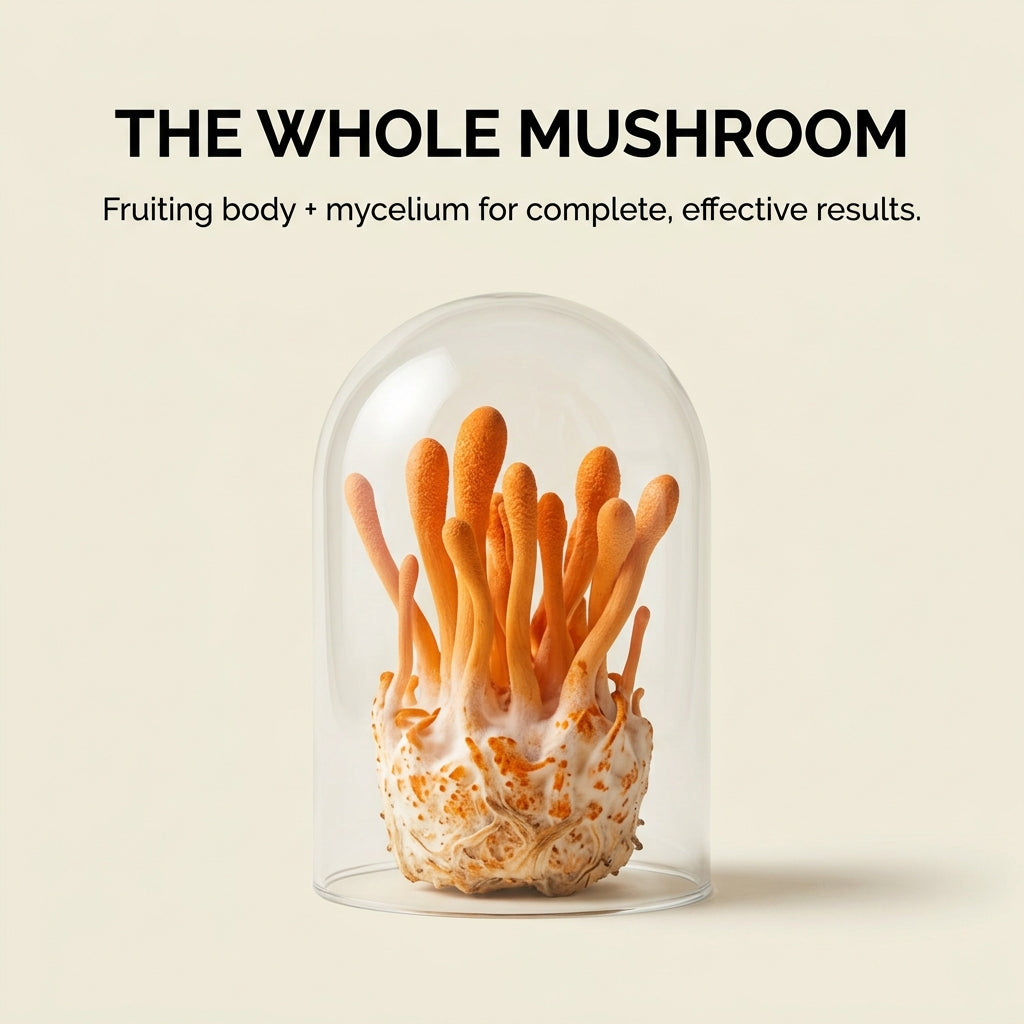 Australian Grown Cordyceps Mushroom